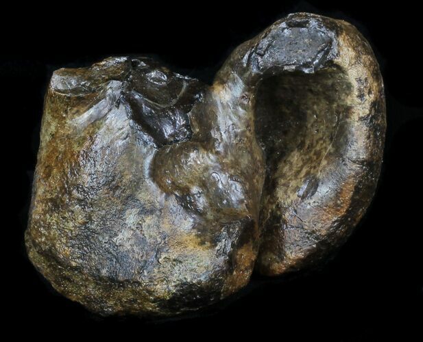 Fossil Manatee (Trichechus) Ear Bone - Florida #33306
